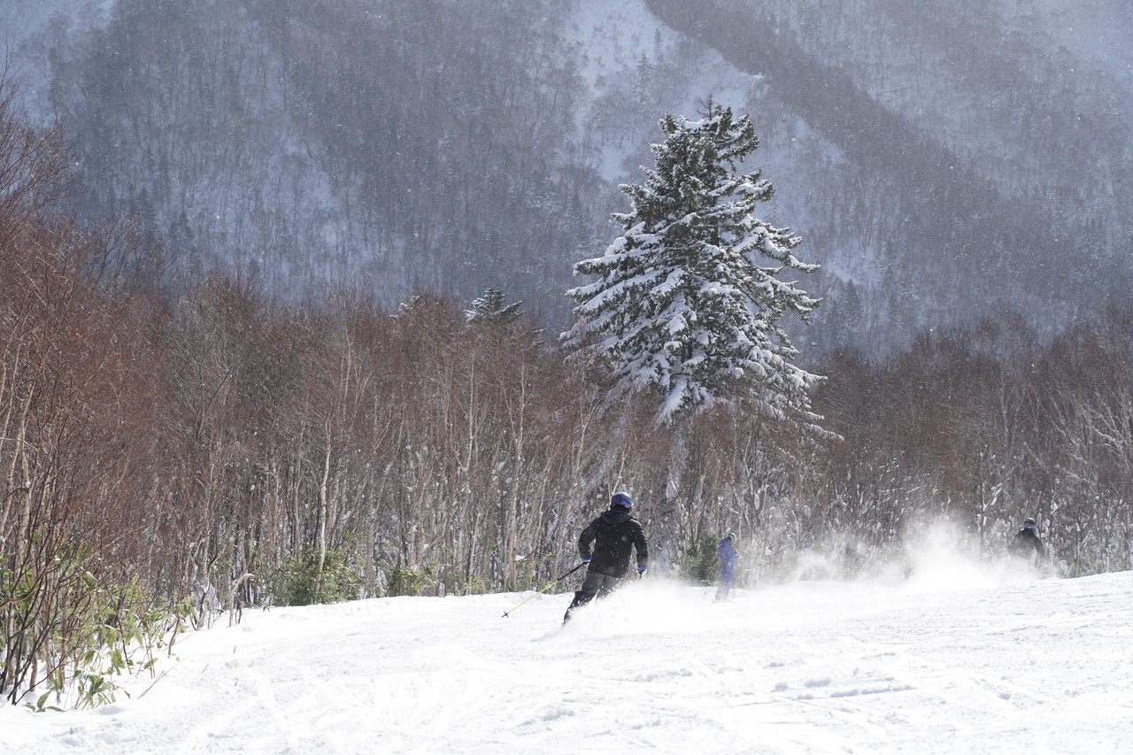 札幌国際スキー場 これぞ北海道。粉雪が降り積もったゲレンデはコンディション良好！そして、早くも全コース滑走可能です(*^^)v
